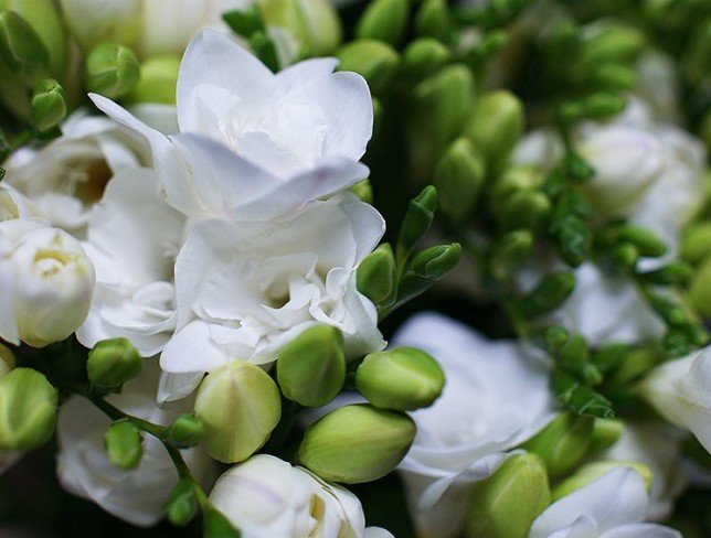 Bouquet of white freesias photo